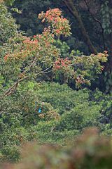 Lovely Cotinga